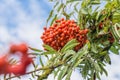 Rowan berries on sky background in sunny day, ripe rowan berries in autumn time, rowan bunches hanging on rowan tree branches Royalty Free Stock Photo