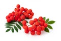Rowan berries, Sorbus aucuparia. Close up detail of the red cluster of fruit isolated on white