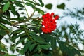 Rowan berries SORBUS AUCUPARIA L growing on a tree branches with green leaves. Autumn nature, medicinal berries of mountain-ash Royalty Free Stock Photo