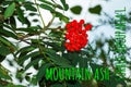 Rowan berries SORBUS AUCUPARIA L growing on a tree branches with green leaves. Autumn nature, medicinal berries of mountain-ash Royalty Free Stock Photo