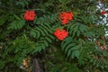 Rowan berries SORBUS AUCUPARIA L growing on a tree branches with green leaves. Autumn nature, medicinal berries of mountain-ash Royalty Free Stock Photo