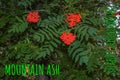 Rowan berries SORBUS AUCUPARIA L growing on a tree branches with green leaves. Autumn nature, medicinal berries of mountain-ash Royalty Free Stock Photo