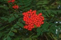 Rowan berries SORBUS AUCUPARIA L growing on a tree branches with green leaves. Autumn nature, medicinal berries of mountain-ash Royalty Free Stock Photo