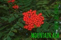 Rowan berries SORBUS AUCUPARIA L growing on a tree branches with green leaves. Autumn nature, medicinal berries of mountain-ash Royalty Free Stock Photo