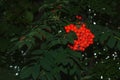 Rowan berries SORBUS AUCUPARIA L growing on a tree branches with green leaves. Autumn nature, medicinal berries of mountain-ash Royalty Free Stock Photo