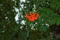 Rowan berries SORBUS AUCUPARIA L growing on a tree branches with green leaves. Autumn nature, medicinal berries of mountain-ash Royalty Free Stock Photo