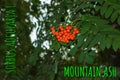 Rowan berries SORBUS AUCUPARIA L growing on a tree branches with green leaves. Autumn nature, medicinal berries of mountain-ash Royalty Free Stock Photo