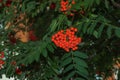 Rowan berries SORBUS AUCUPARIA L growing on a tree branches with green leaves. Autumn nature, medicinal berries of mountain-ash Royalty Free Stock Photo