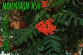 Rowan berries SORBUS AUCUPARIA L growing on a tree branches with green leaves. Autumn nature, medicinal berries of mountain-ash Royalty Free Stock Photo