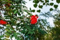 Rowan berries SORBUS AUCUPARIA L growing on a tree branches with green leaves. Autumn nature, medicinal berries of mountain-ash Royalty Free Stock Photo