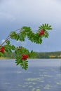 Rowan berries sorbus aucuparia by a lake