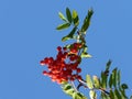 Rowan berries on a sunny day