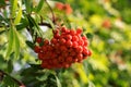 Rowan berries on rowan tree background in sunny day, ripen rowan berries in autumn time Royalty Free Stock Photo