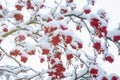 Rowan berries turn red on snow-covered branches Royalty Free Stock Photo