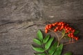 Rowan berries on a wooden background. Autumn decorative frame or border with fresh ripe ashberries and old wooden plank