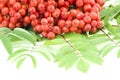 Rowan berry Royalty Free Stock Photo