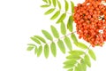 Rowan berry Royalty Free Stock Photo