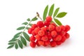 Rowan berry against white background Royalty Free Stock Photo