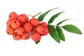 Rowan berry branch. Closeup. Royalty Free Stock Photo