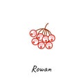 Rowan berry icon vector illustration. Outline colored style.