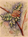 Rowan berry leaf branch vintage craft sketch