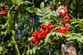 Rowan berry, mountain ash Royalty Free Stock Photo