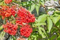 Sorbus aucuparia, mountain tree commonly called rowan and mountain ash Royalty Free Stock Photo