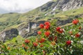 Characteristic and showy small mountain tree with red berries. Sorbus aucuparia, commonly called rowan and mountain ash Royalty Free Stock Photo