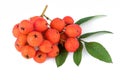 Rowan berry (Sorbus aucuparia) on white