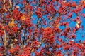 rowan berry tree with red berry on branch and sky background Royalty Free Stock Photo