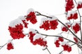 Rowan berry in winter Royalty Free Stock Photo