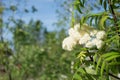 Rowan blossom. White inflorescences close up on a branch