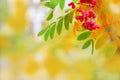 Rowan on branch. Arh berries close-up on blurred leaves background Royalty Free Stock Photo