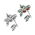 Rowan branch with autumn leaves and ash berries, graphic pattern, botanical sketch, set of colored and black and white Royalty Free Stock Photo