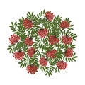 Rowan branch with berries, frame for your design