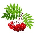 Rowan branch with berries and leaves.