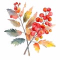 Rowan branch with rowan berries and yellow leaves isolated on white background. Autumn still life Royalty Free Stock Photo