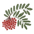 Rowan branch with berries for your design