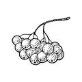 Rowan branch berry. Vector black vintage engraving illustration Royalty Free Stock Photo