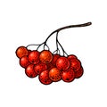 Rowan branch berry. Vector black vintage engraving illustration Royalty Free Stock Photo