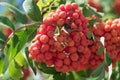 Rowan branch with a bunch of red ripe berries. Sorbus aucuparia tree closeup on sky background Royalty Free Stock Photo