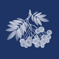 A rowan branch in a concise and minimalistic manner for your ideas and designs