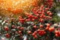 A rowan branch with corymb of many bright orange pomes