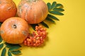 Rowan branch with leaves and several different pumpkins on a yellow background