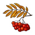 Rowan branch with leaf and berry. Vector black vintage engraving illustration