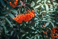Rowan branch with orange fruits, autumn season background Royalty Free Stock Photo