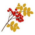 Rowan branch with red berries Royalty Free Stock Photo