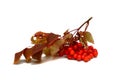 Rowan branch with red berries and dry leaves Royalty Free Stock Photo