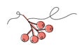 Rowan branch with red berries, line art with color, continuous line vector