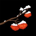 Rowan branch, red berries, snow on the tree. Winter christmas decor, vector illustration Royalty Free Stock Photo